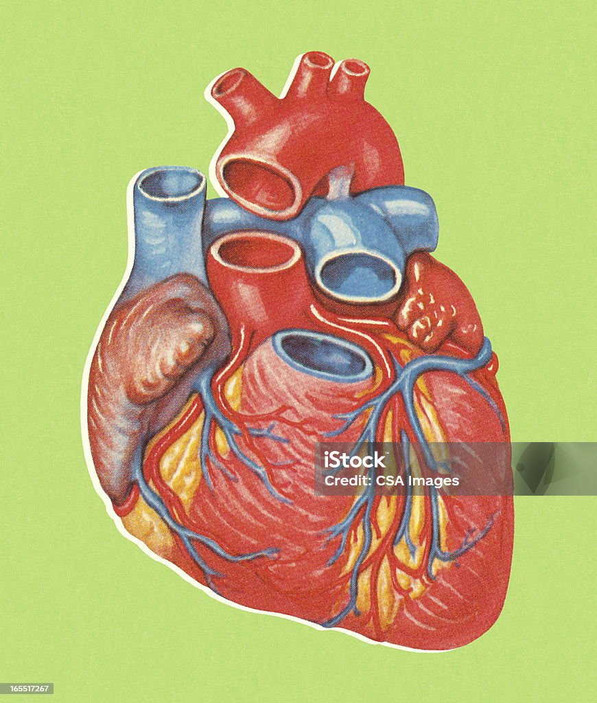 Menschliches Herz - Lizenzfrei Anatomie Stock-Illustration