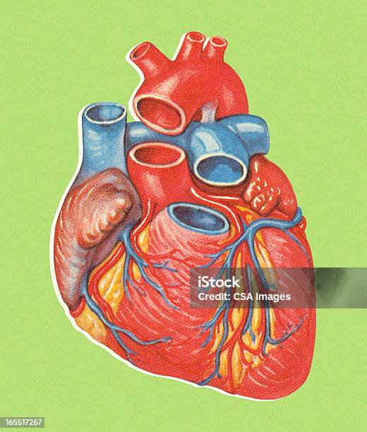 Menschliches Herz Stock Vektor Art und mehr Bilder von Anatomie - Anatomie, Arterie, Biomedizinische Illustration