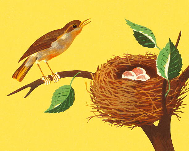 야생조류 및 새 둥지 한 지점 - color image colored background tree branch stock illustrations