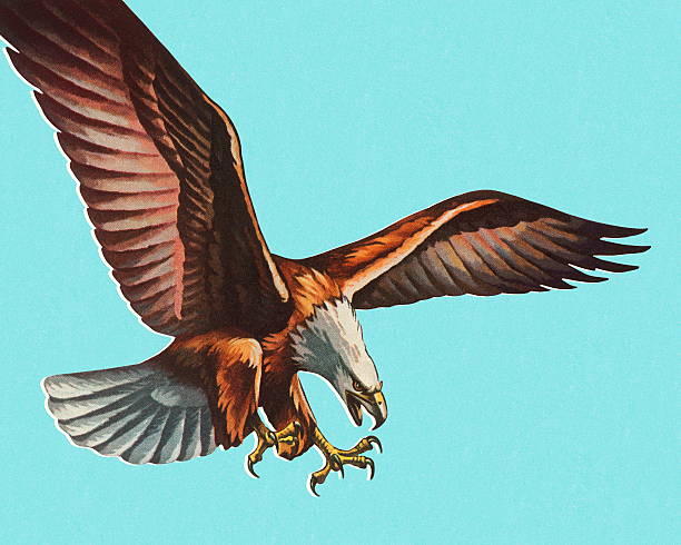 weißkopfseeadler eagle - color image colored background blue background animal stock-grafiken, -clipart, -cartoons und -symbole