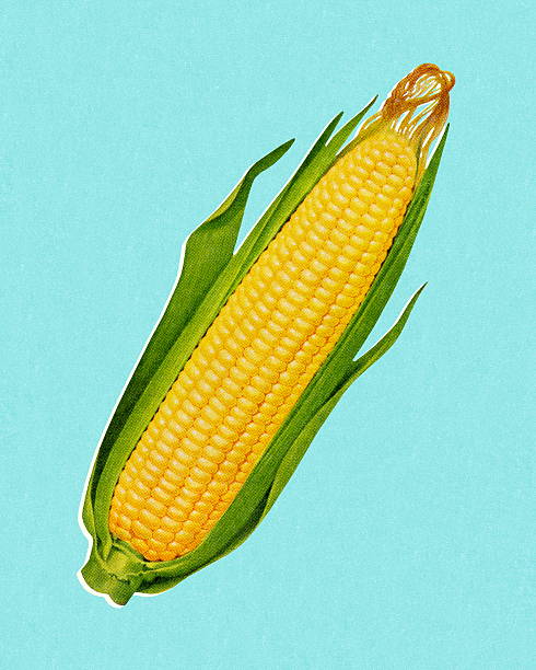 ilustraciones, imágenes clip art, dibujos animados e iconos de stock de corn cob de - corn corn crop corn on the cob food