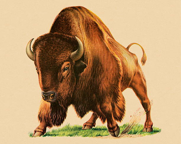 illustrations, cliparts, dessins animés et icônes de de buffalo - bison nord américain