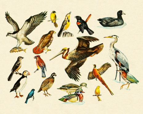 Variety of Birds