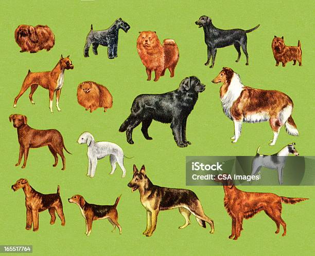 Auswahl Von Hunde Stock Vektor Art und mehr Bilder von Hund - Hund, Deutscher Schäferhund, Illustration