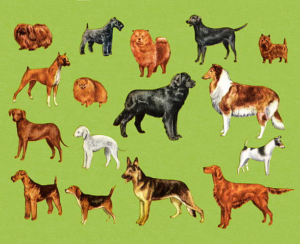 wiele psów - german shepherd illustrations stock illustrations