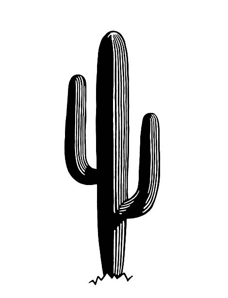 karnegia olbrzymia - karnegia olbrzymia stock illustrations