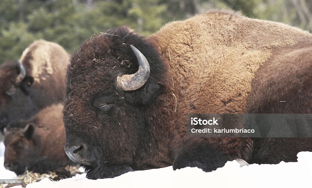 bison - Lizenzfrei Amerikanischer Bison Stock-Foto