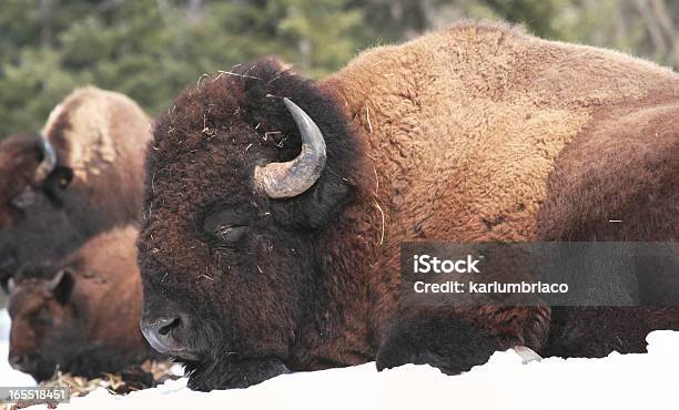 Bison Stockfoto und mehr Bilder von Amerikanischer Bison - Amerikanischer Bison, Fotografie, Horizontal