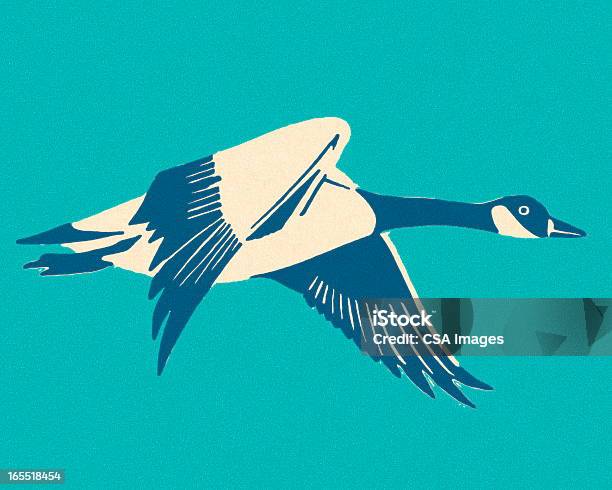 캐나다식 구즈 거위-새에 대한 스톡 벡터 아트 및 기타 이미지 - 거위-새, 0명, 깃털