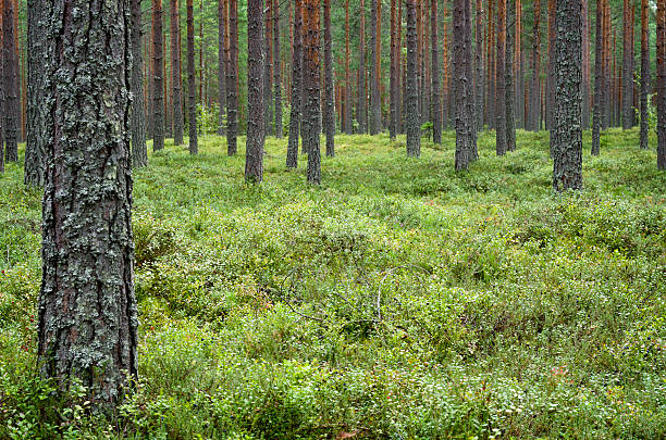 istock Pine forest Finland Scandinavia 165518590