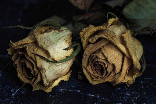 istock dried faded yellow rose buds 1655194040