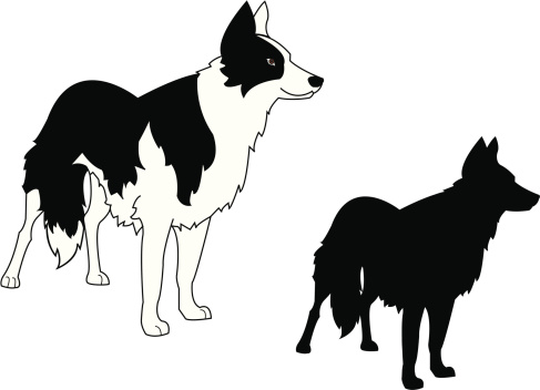 Border Collie Standing and Silhouette