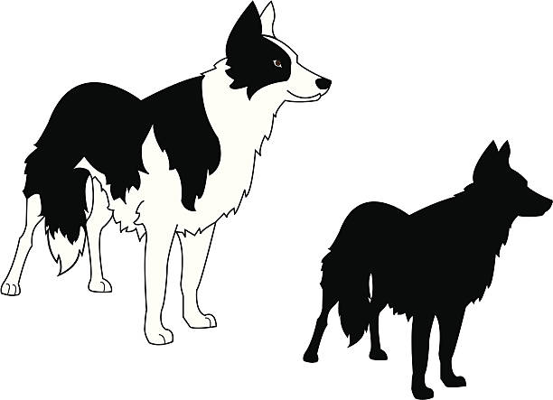 Border Collie Standing and Silhouette Border Collie Standing and Silhouette welsh culture stock illustrations
