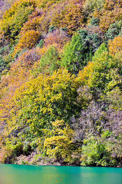 красочный осенний лес - saturated color beech leaf autumn leaf стоковые фото и изображения