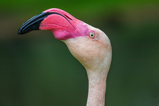 Profile of Greater Flamingo on the green background