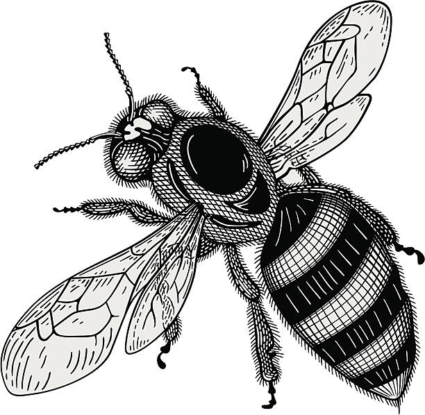 vector de abeja - ilustración de arte vectorial