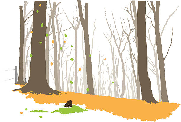 Forest in autumn vector art illustration