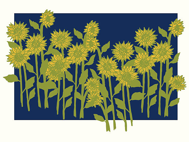 Field of green and yellow sunflowers in vector vector art illustration