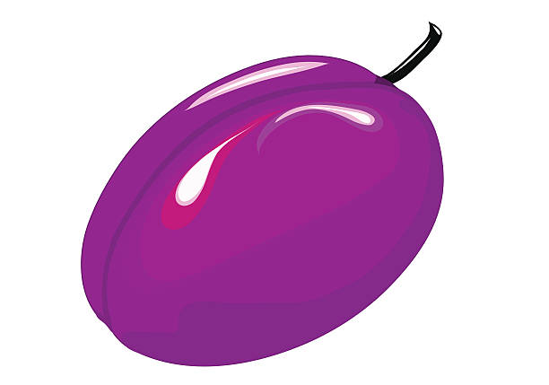 Plum vector art illustration