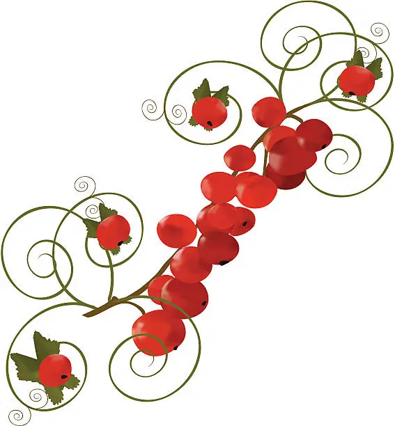 Vector illustration of Abstract Currant