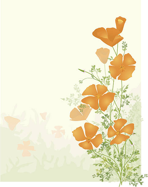 California Poppies Bright orange California Poppies.  Drawn as a perfect letter sized background ready for your information.  Both .ai and .eps files  included. california golden poppy stock illustrations