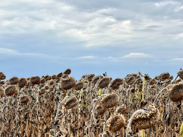 istock dry sun flower field 1655236506