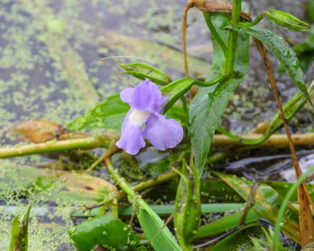istock Mimulus ringens (Allegheny Monkey Flower) Native North American Wetland Wildflower 1655241874