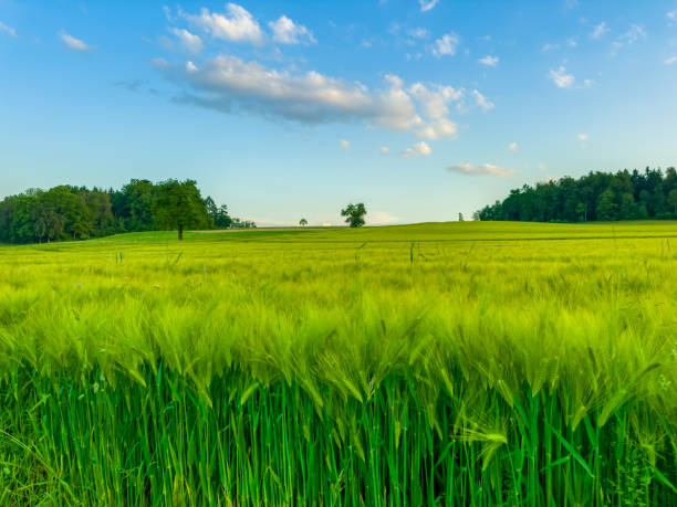 Beautiful green field landscape in countryside with trees in the background and blue sky. Wild high grass in nature. Summer and springtime scene with copy space.