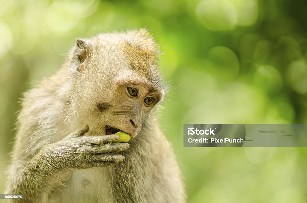 Macaco solitário Macaco na selva - Royalty-free Animal Foto de stock