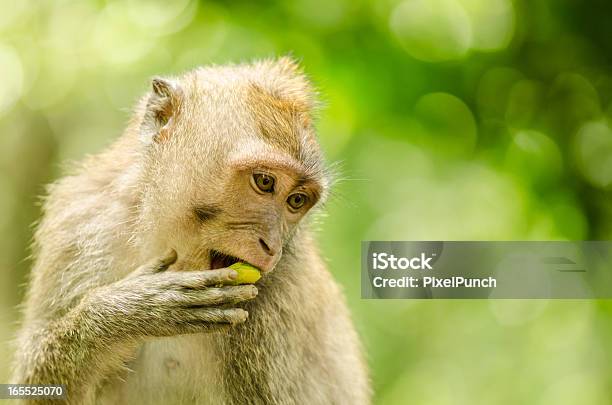 Lone Макак Обезьяна В Джунглях — стоковые фотографии и другие картинки Monkey Forest Sanctuary - Monkey Forest Sanctuary, Азия, Бали