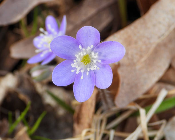 istock Anemone acutiloba (Sharp-lobed Hepatica) Native North American Springtime Woodland Wildflower 1655258867