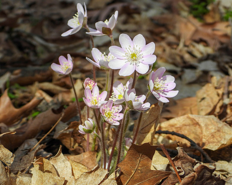 Anemone acutiloba (Sharp-lobed Hepatica) Native North American Springtime Woodland Wildflower