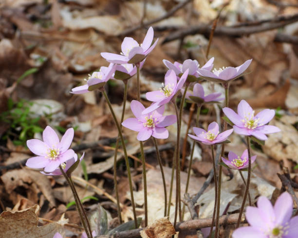 istock Anemone acutiloba (Sharp-lobed Hepatica) Native North American Springtime Woodland Wildflower 1655261533
