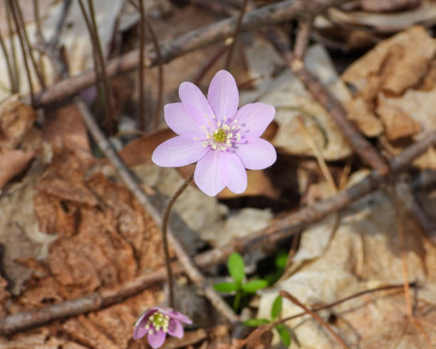 istock Anemone acutiloba (Sharp-lobed Hepatica) Native North American Springtime Woodland Wildflower 1655262601