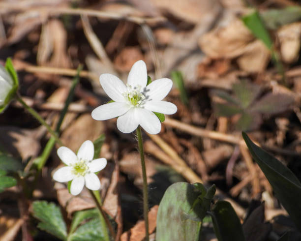 istock Anemone acutiloba (Sharp-lobed Hepatica) Native North American Springtime Woodland Wildflower 1655263677