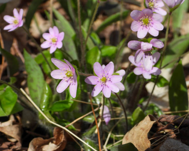 istock Anemone acutiloba (Sharp-lobed Hepatica) Native North American Springtime Woodland Wildflower 1655264761