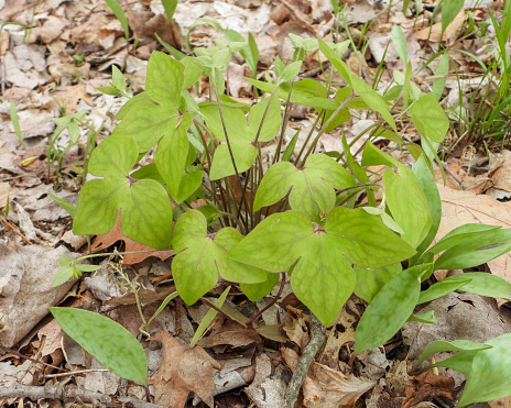Anemone acutiloba (Sharp-lobed Hepatica) Native North American Springtime Woodland Wildflower