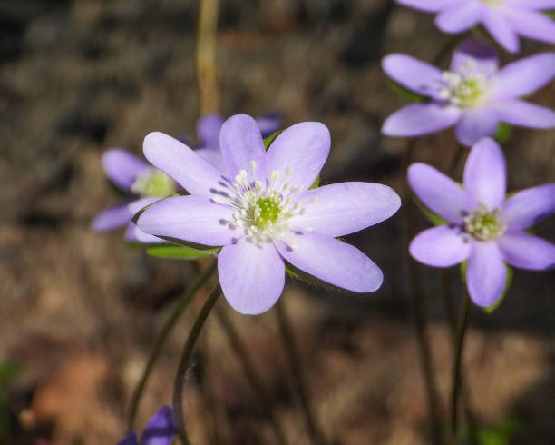 istock Anemone acutiloba (Sharp-lobed Hepatica) Native North American Springtime Woodland Wildflower 1655266542