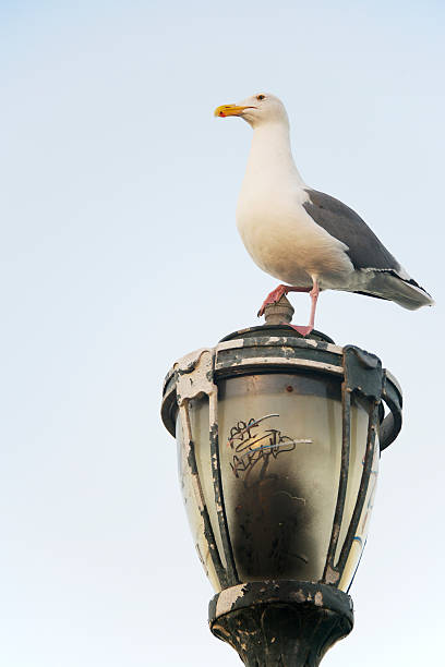 istock Seagull on a lamp watching over its domains, San Francisco 165526829