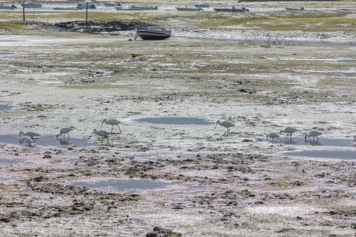 A flock of spoonbills foraging at low tide of the Ria Formosa near Faro. Small boats on the background