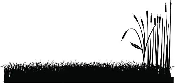 Vector illustration of grass and cattail silhouette