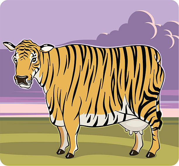 Tiger Cow vector art illustration