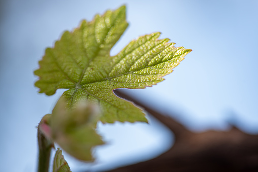 Grape leaf, details of a small grape leaf sprouting after pruning, selective focus.