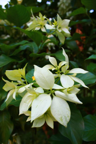 istock A close up of white flowers. 1655291920