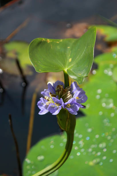 istock A purple flower above the water. 1655291936