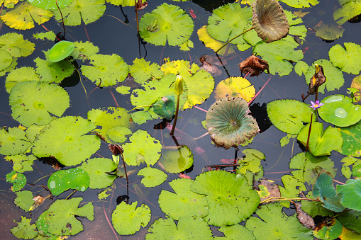 Leaf of a lotus in a pond on a rainy day in a park in Medan which is the main city on Sumatra the large Indonesian island