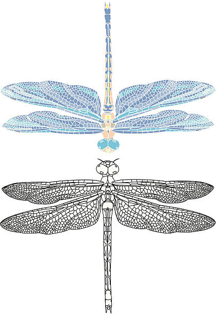 detailed dragonfly illustation outline and mosaic style vector art illustration