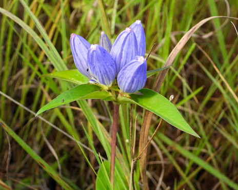 Blue Bavarian gentian, Gentiana bavarica, blooms in front of a beautiful mountain landscape near a hiking trail.
