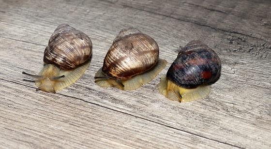 There are three snails crawling on the table.