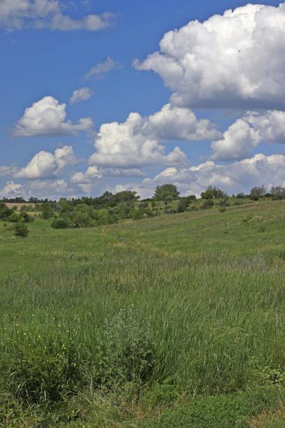 istock Green steppe grass, distant forest, blue sky with clouds. Landscape. 1655301653
